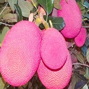 Royal Pink Jackfruit Plant