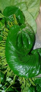 Fresh Betel Leaf
