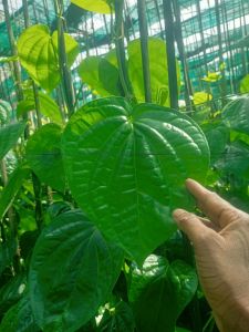 Fresh Betel Leaf