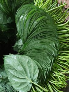 Sweet Betel Leaf