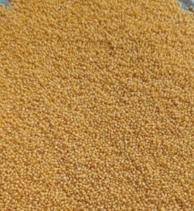 Foxtail Millet