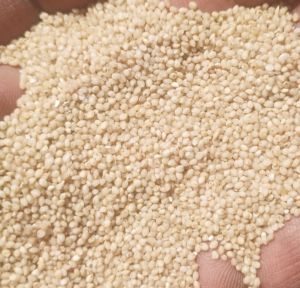 Little Millet