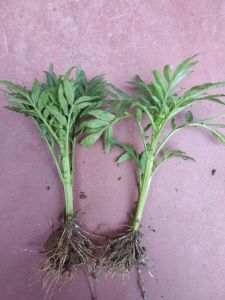 Marigold Plant