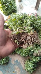 Marigold Plant