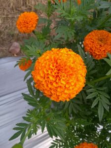 Marigold Plant