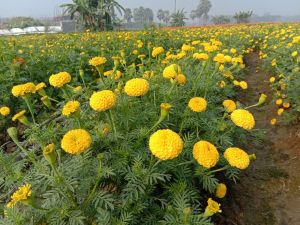 Marigold Plant