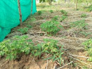 Pure Geranium Essential Oil