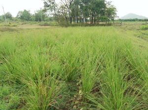 Vetiver Essential Oil
