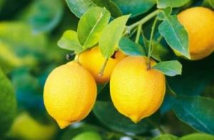 Fresh Yellow Lemon
