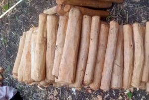 White Sandalwood Logs