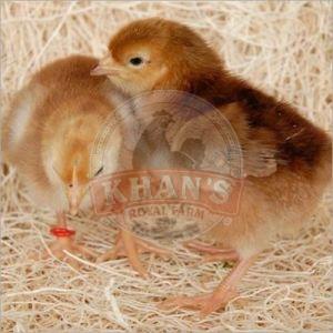 Backyard Farming Hardy Sonali Chicks