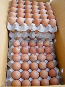Broiler Hatching Eggs
