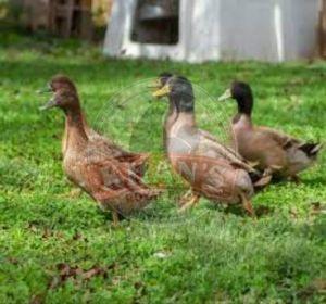 Egg Farming Khaki Campbell Ducklings