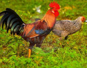 Healthy Sonali Male Chicken