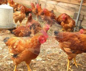 Natural Rearing Sonali Country Chicken
