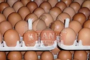 Sonali Hatching Eggs