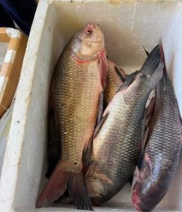 Catla Fish