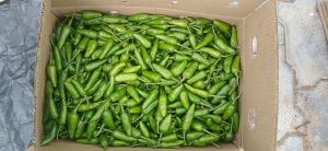 Green Chilli