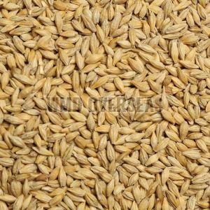 Barley Seeds