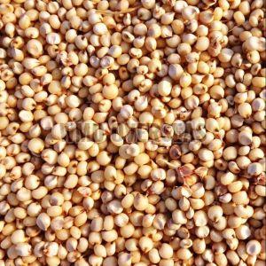 Jowar Seeds