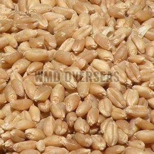Wheat Seeds