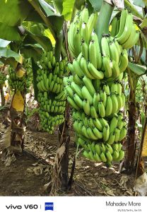 Fresh Banana Fruit