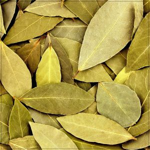 Sun-Dried Bay Leaves