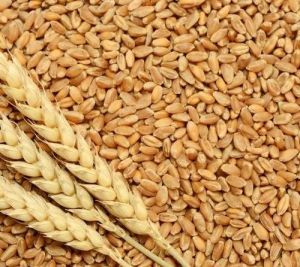 Wheat Grains