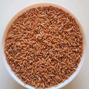 Emmer Khapli Wheat
