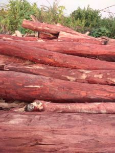 Red Sandal Wood Logs