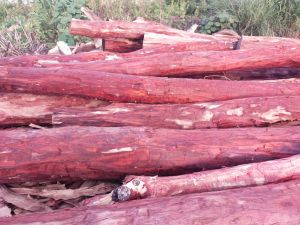 Red Sandal Wood Logs