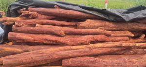 Red Sandal Wood Logs