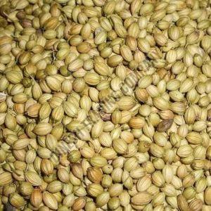 Coriander Seeds