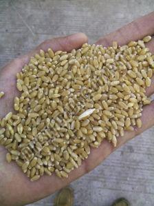 Wheat Grain