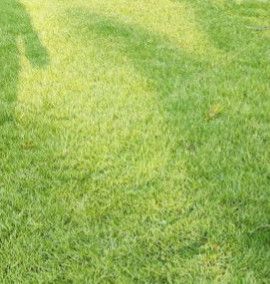 Bermuda Grass