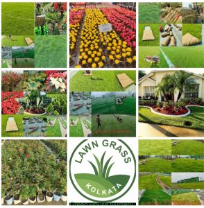 Designer Ceramic Pot