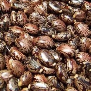 Castor Dry Seeds