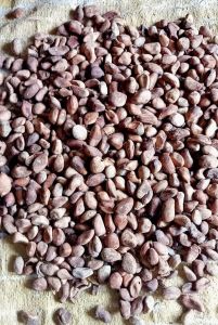 Chaulmoogra Dry Seed