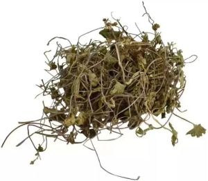 Jal Brahmi Dry Plant