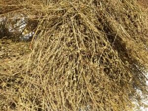 Phyllanthus Niruri Bhumi Amla