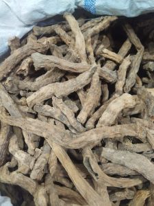 Sugandh Mantri Root