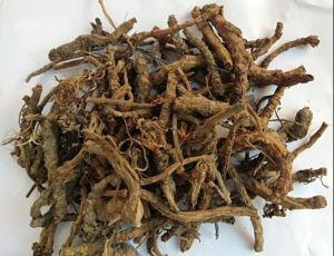 Sugandhbala Root