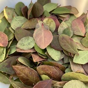 Wintergreen Dry Leaves