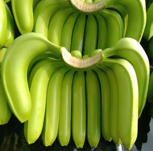 Raw Cavendish Banana