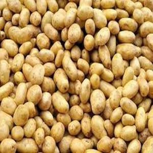 A Grade Bhutan Potato