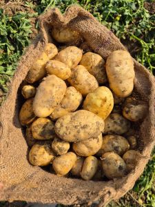 fresh potato