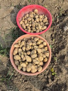 fresh potato
