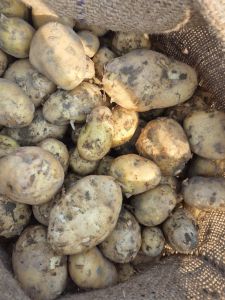 fresh potato