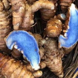 Black Dried Turmeric Finger