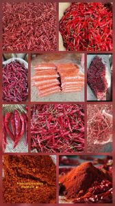Dried Red Chilli